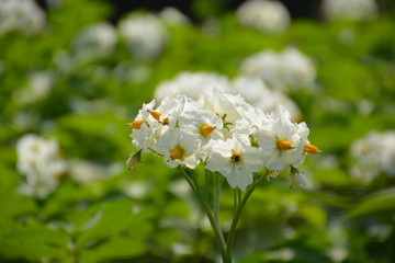 Macro potato flower.