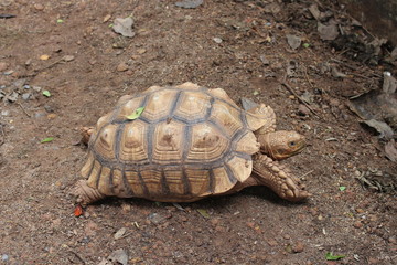 Obraz premium Elongated tortoise (Indotestudo elongata)