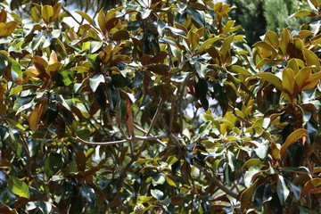 Magnolias branch 
