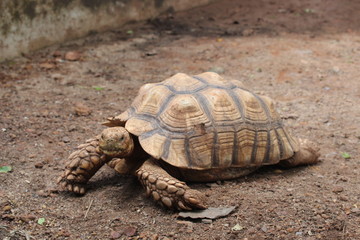 Elongated tortoise (Indotestudo elongata)