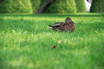 Duck on the green grass