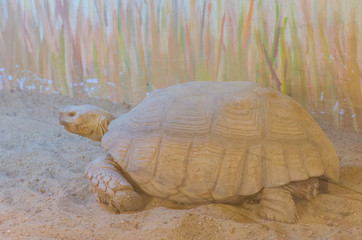 Turtle in the Odesa biopark zoo