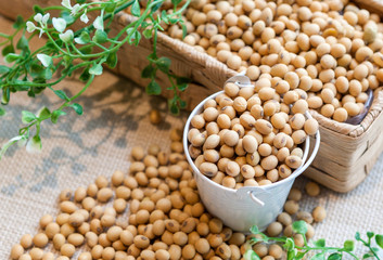 Soybean or soya bean is a species of legume native useful to health and high protein on top table wooden. Food, healthy concept