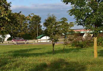 Trees near the track