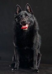 Schipperke dog on Isolated Black Background in studio