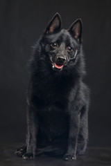 Schipperke dog on Isolated Black Background in studio