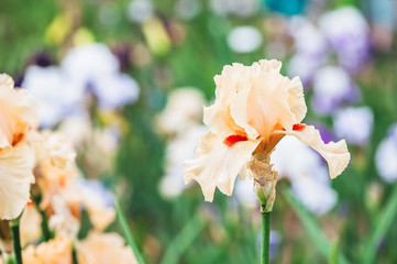 Iris, fleur colorée