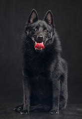 Schipperke dog on Isolated Black Background in studio