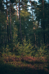 Young fir trees in forest in low sunlight.