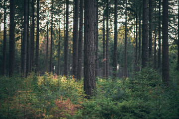 Tree trunks in pine woods.