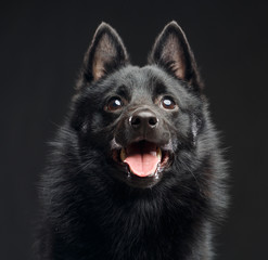 Schipperke dog on Isolated Black Background in studio