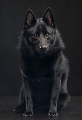 Schipperke dog on Isolated Black Background in studio