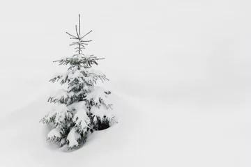 Crédence de cuisine en verre imprimé Arbres Frosty sapin couvert de neige dans la neige.