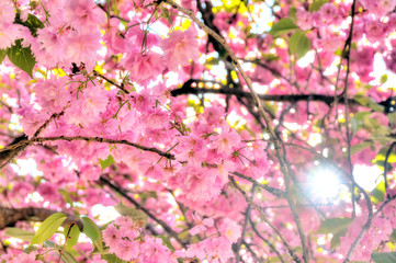 Beautiful blooming cherry blossom in spring in the Jardin des Plantes in Paris, France