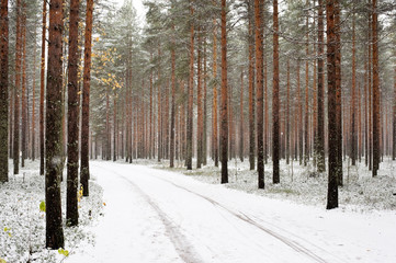 Forest road winding its way through a winter forest. Fresh snow covering landscape.