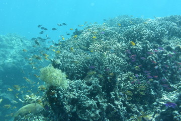 Naklejka na ściany i meble Bohol サンゴ礁