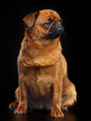 Obraz premium Belgian Griffon, Brussels Griffon dog on Isolated Black Background in studio