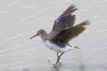 Green Sandpiper, (Tringa ochropus) with wings stretched, Gloucestershire, England, UK.