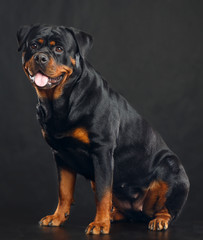 Rottweiler Dog  Isolated  on Black Background in studio