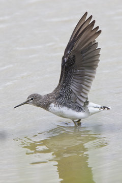 Green Sandpiper, (Tringa ochropus) with wings stretched, Gloucestershire, England, UK.