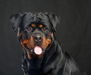 Rottweiler Dog  Isolated  on Black Background in studio