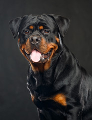 Rottweiler Dog  Isolated  on Black Background in studio