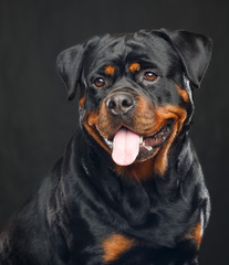Obraz premium Rottweiler Dog Isolated on Black Background in studio
