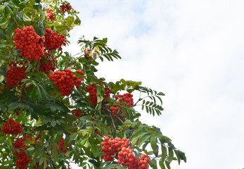 Sprigs of mountain ash on the sky background