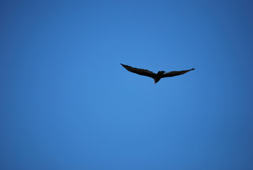 Texas Turkey Buzzard
