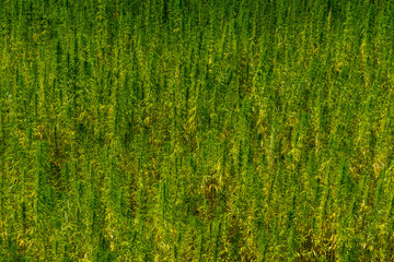 Obraz premium Backdrop of the ripe medical cannabis plant