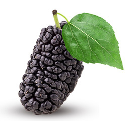 Mulberry berry with leaf