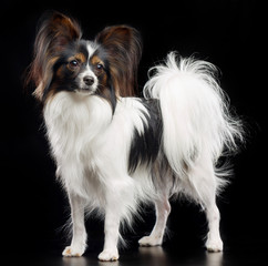 Continental toy spaniel, papillon Dog  Isolated  on Black Background in studio