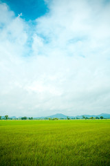 Obraz premium Paddy jasmine rice field with blue sky. Young ear of rice in green paddy field. Fresh terraced rice field over the mountain range and beautiful blue sky.