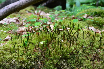 green moss on a tree