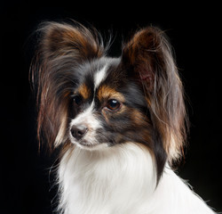 Continental toy spaniel, papillon Dog  Isolated  on Black Background in studio