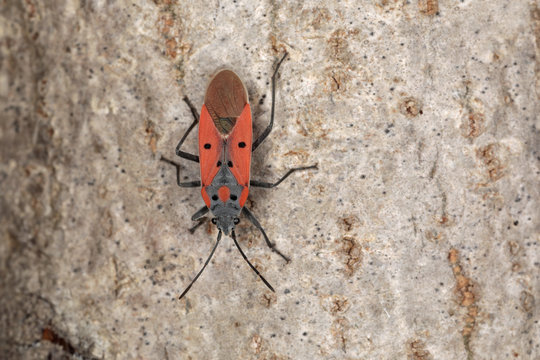 Cimice rossa con puntini neri