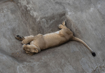 A beautiful wild cat rests on the rocks