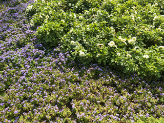 Summer flowers field on a sunny day