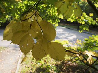 Autumn in the park. The yellow leaves on the trees mixed up with still green leaves. The earth is covered with foliage