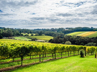 Fototapeta na wymiar Beautiful view of the vineyards on a wine tour of the Mornington Peninsula, Australia