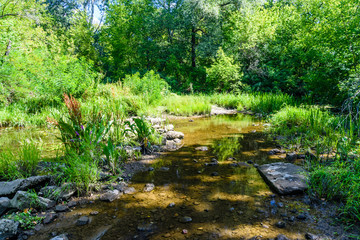 Small river in a forest on summer