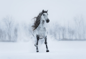 Winter overcast landscape with galloping grey long-maned horse.