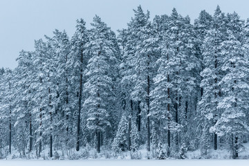 Beautiful view of a pine forest covered with snow