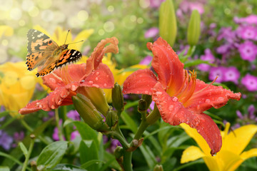 Schmetterling 469 © K.-U. Häßler