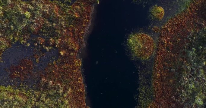 Aerial cinematic view of a pond in a middle of a swamp. Drone rising and filming down. Red, green, yellow and dark colors revealing vast bog area with trees at the edges. Soidinsuo. Nuuksio. Finland.
