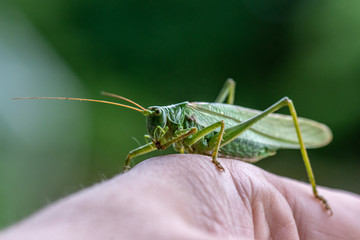 Large green grasshopper sitting on my hand