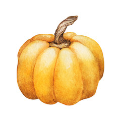 Pumpkin. Watercolor Hand painted pumpkin for halloween and Fall on white background. Autumn harvest. Vegetarian raw food