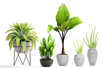 collection of ornamental plants in pots	