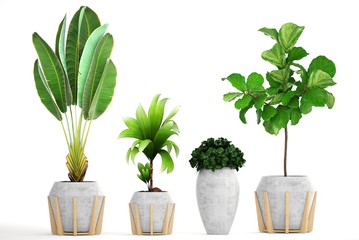 collection of ornamental plants in pots	