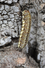 Bruco peloso colorato